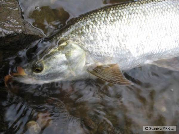 Bolen na Storm Naturalistic WE Trout
