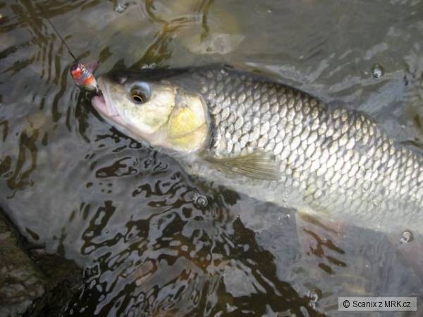 Tlou�� na Shad Rap 7cm SSH