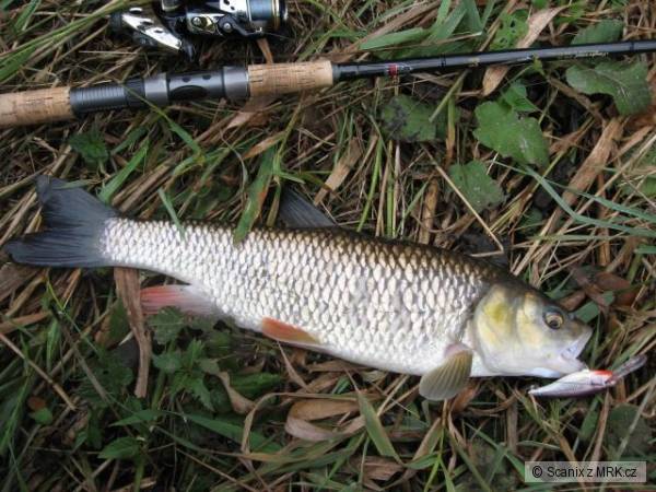 Dal�� tlou�� cca 50cm na Shad Rap 7cm SSH