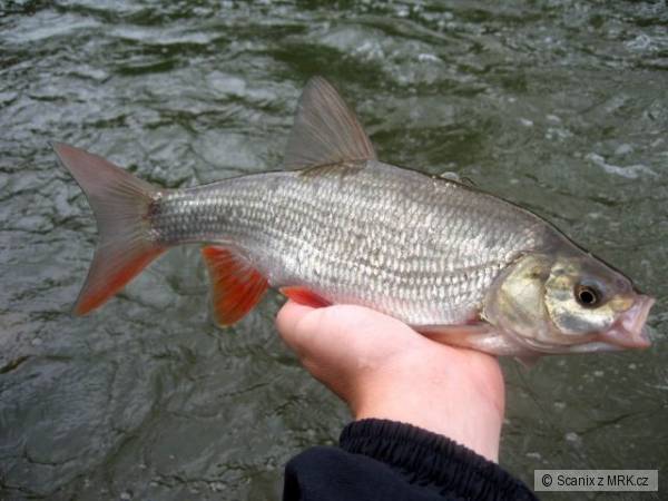 Jesen na Salmo Minnow 9cm RR