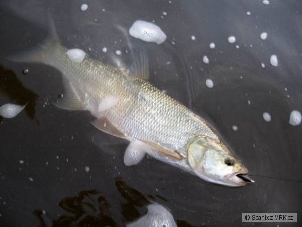 Bolen 71cm na Skitter Pop 7cm S