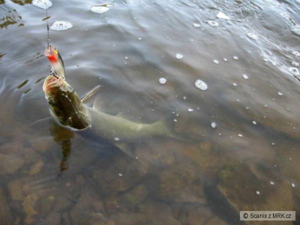 Bol�nek na Skitter Pop 7cm S