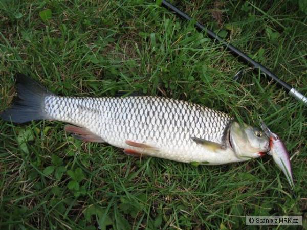 Tlou�� na Shad Rap 7cm SSH