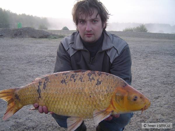 Koi Kapr 77cm  9,2 KG