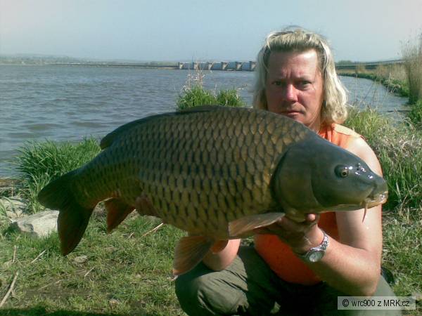Ml����k 84cm 13kg