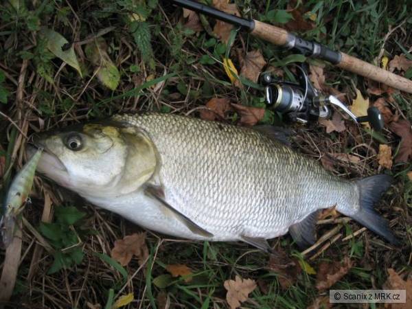 Bolen 69cm na Shad Rap 7cm BG