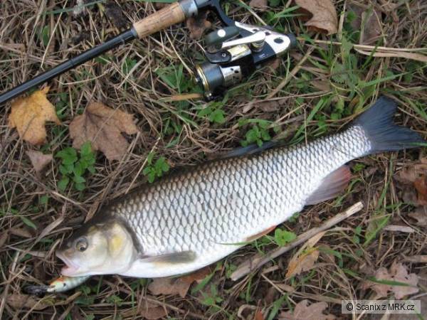 A dal�� tlou�� 52cm na Shad Rap 7cm BG