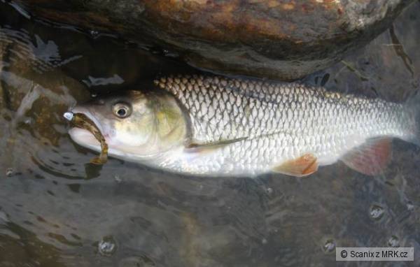 Tlou�� na stejnou n�strahu