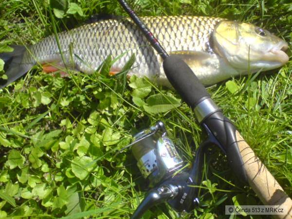 S�zava 16 jelec 50cm