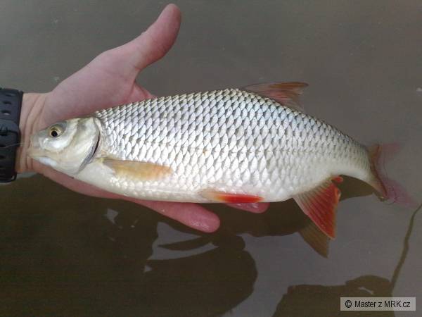 Plotice 30cm