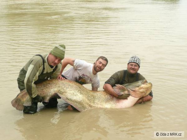 P�d 237 cm, 115 kg_1