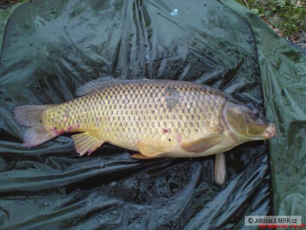 Feeder kap��ci
