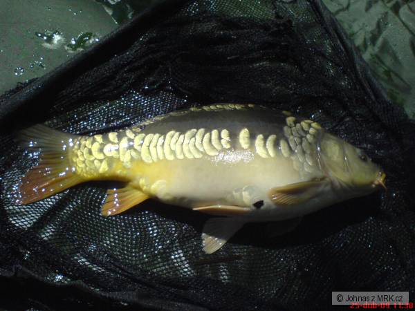M� prvn� ryby na feeder