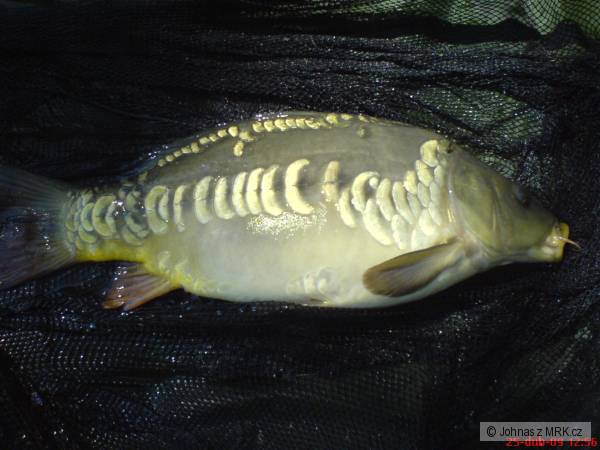M� prvn� ryby na feeder