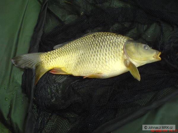 M� prvn� ryby na feeder
