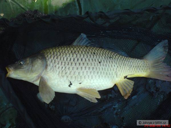 M� prvn� ryby na feeder