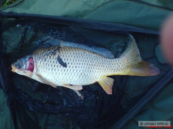 M� prvn� ryby na feeder