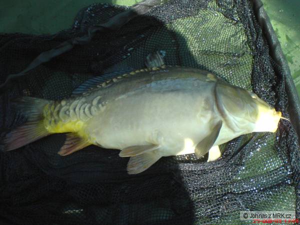 M� prvn� ryby na feeder