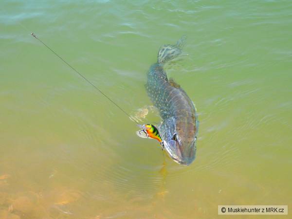Rapala pike