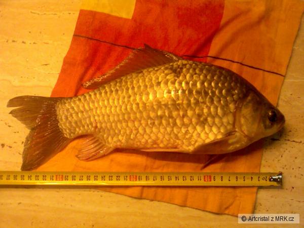 Karas St��b�it� 37 cm