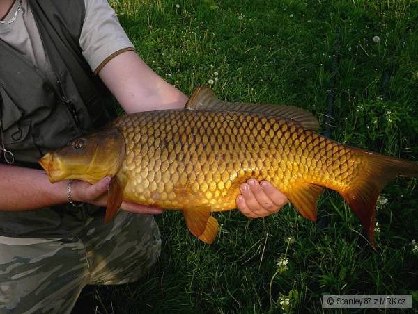 Kapr obecn� 72 cm