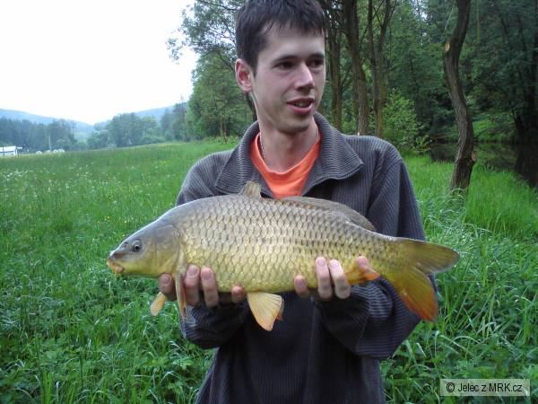 kapr ze st�ely 47