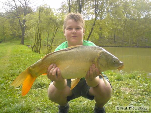 Kapr 70cm
