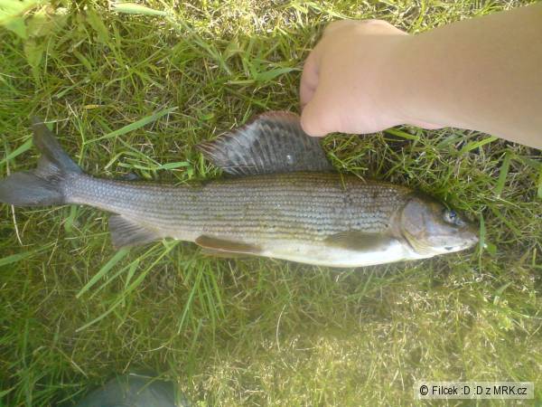 Lipan 40cm