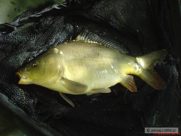 Feeder je feeder