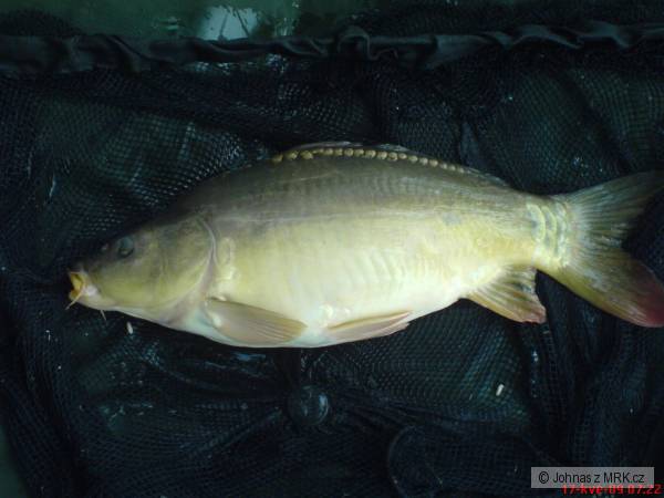 Feeder je feeder