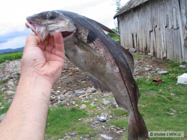 p�kn� jednoskvrnka