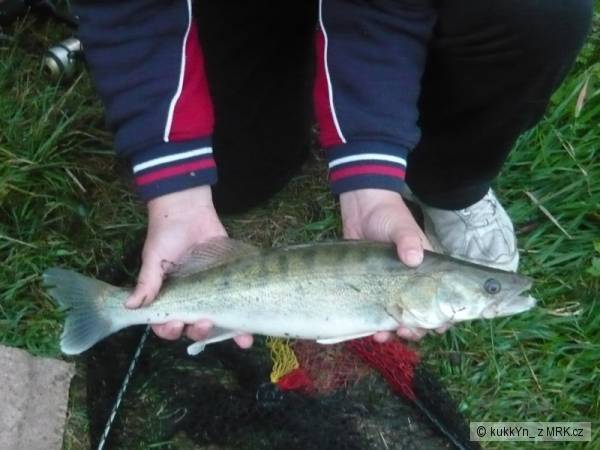 Cand�tek zaseklej za h�bet