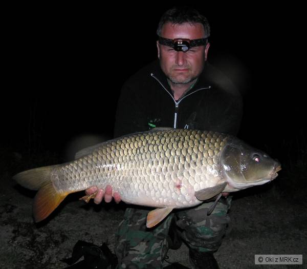 Kapr 81cm11,5kg