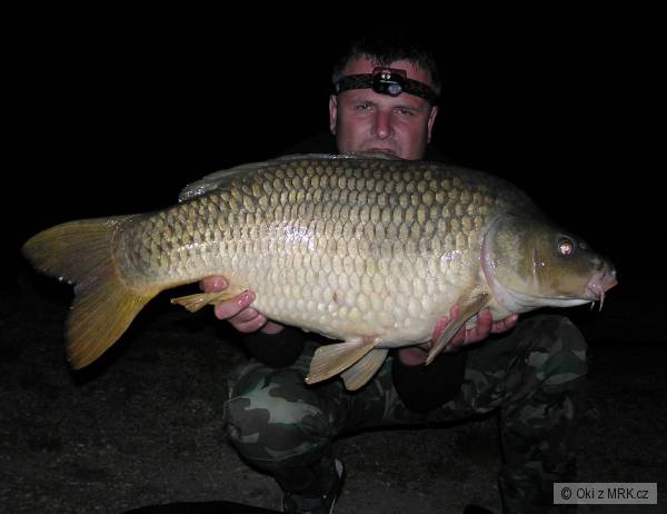 Kapr 88cm14kg