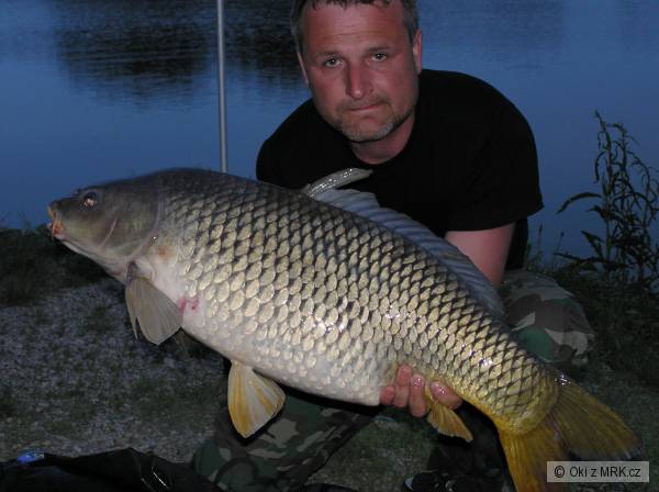 Kapr 88cm16kg