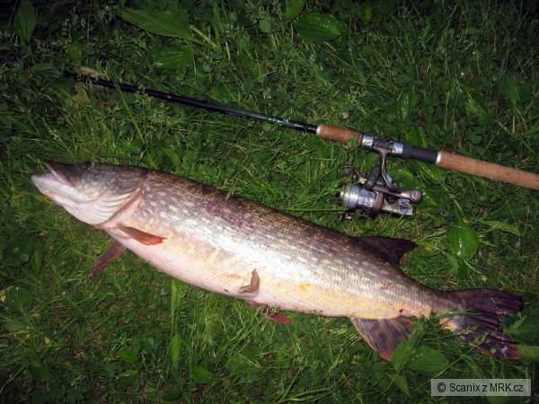 Kolegy osob��ek 79cm