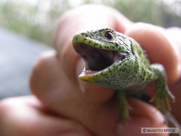 Godzilla junior