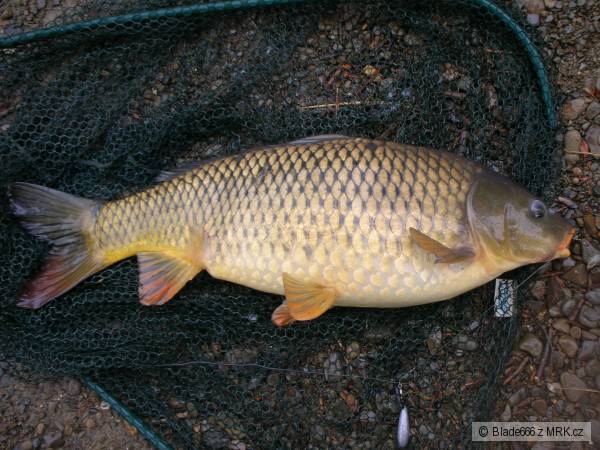Kapor 67cm 4,5kg