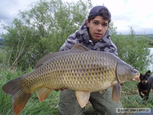 dal�ia laska