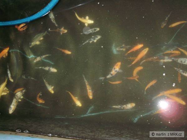 koi kaprici
