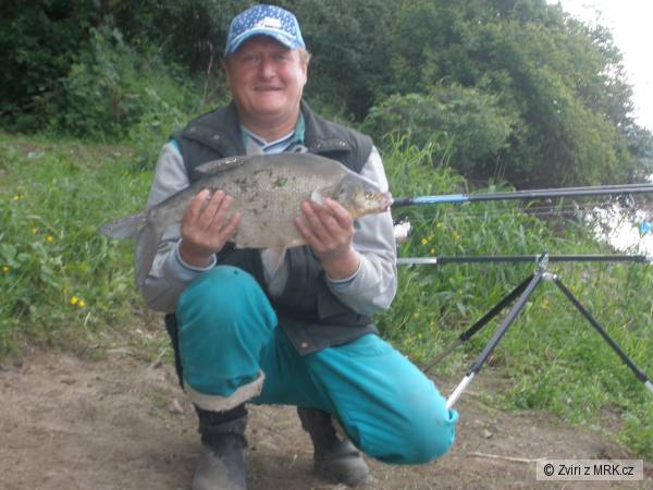 Cejn Velk� 61 cm 