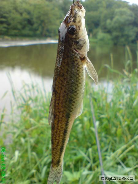 Hrouzek obecn�. 15cm.