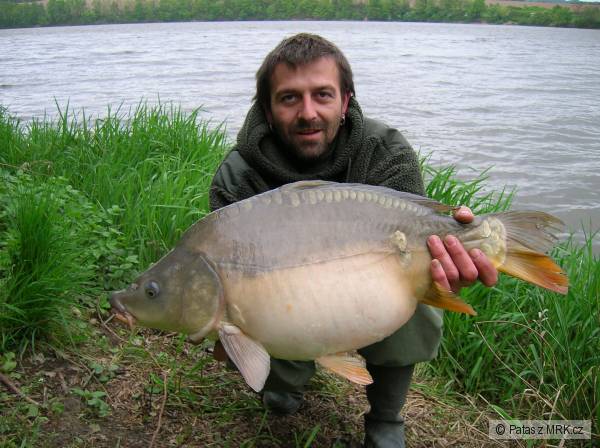 kapr 65cm, 6,9kg