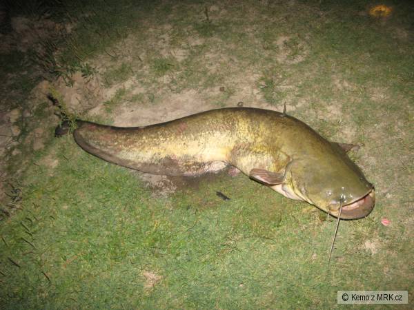 sumec 175cm, 35kg-Ebro