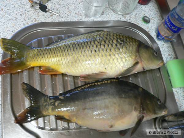 carps