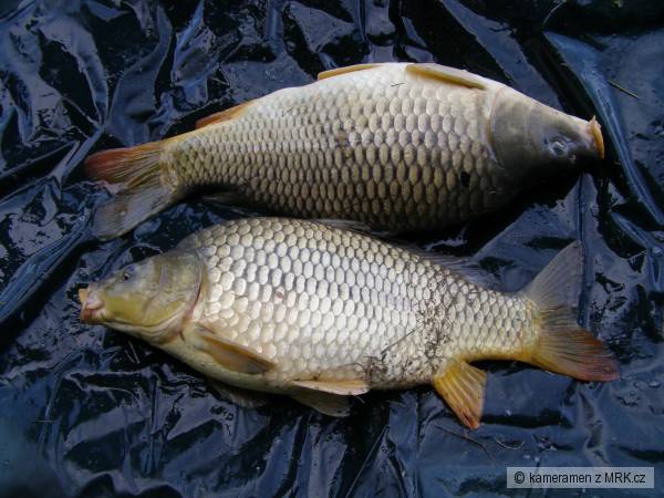 krasny double