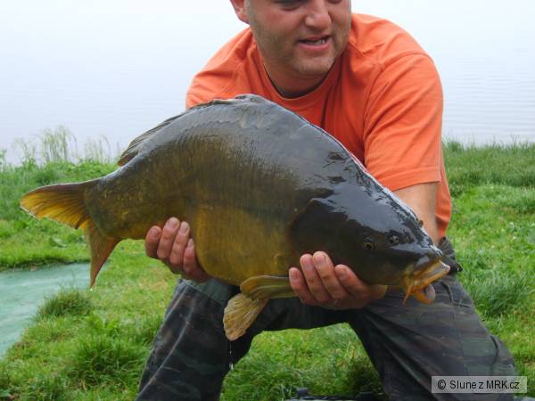 lisec,70cm,8,5kg