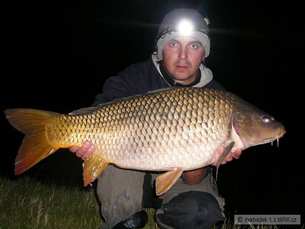 D5-85cm 11kg