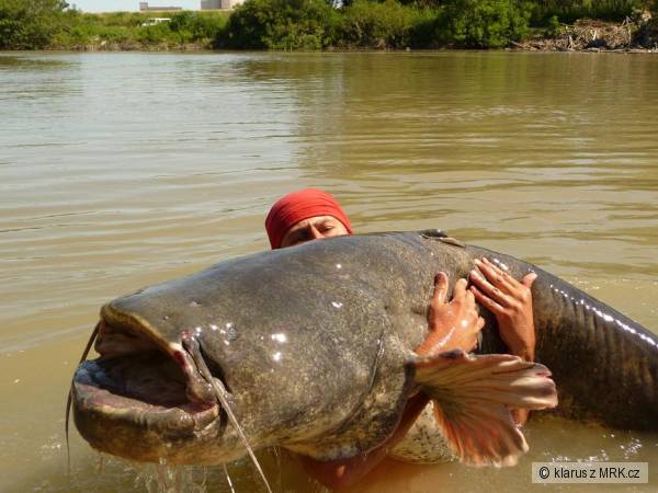 sumec 262cm 116kg