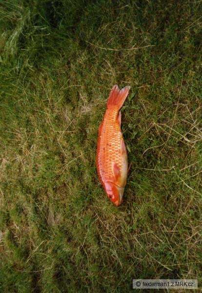 kaprik,70cm